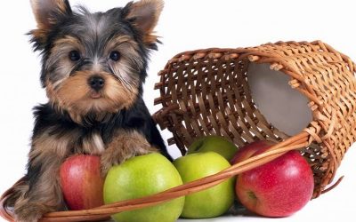 Frutas proibidas para cães!