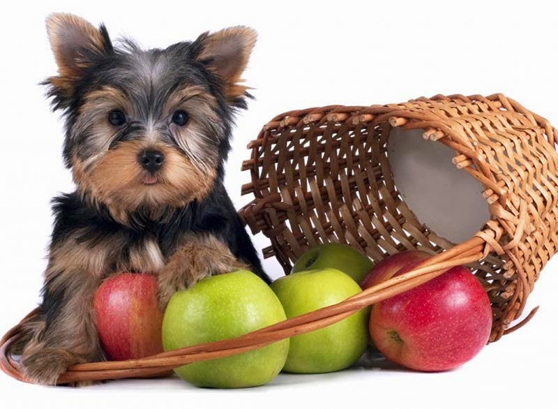 Frutas proibidas para cães!