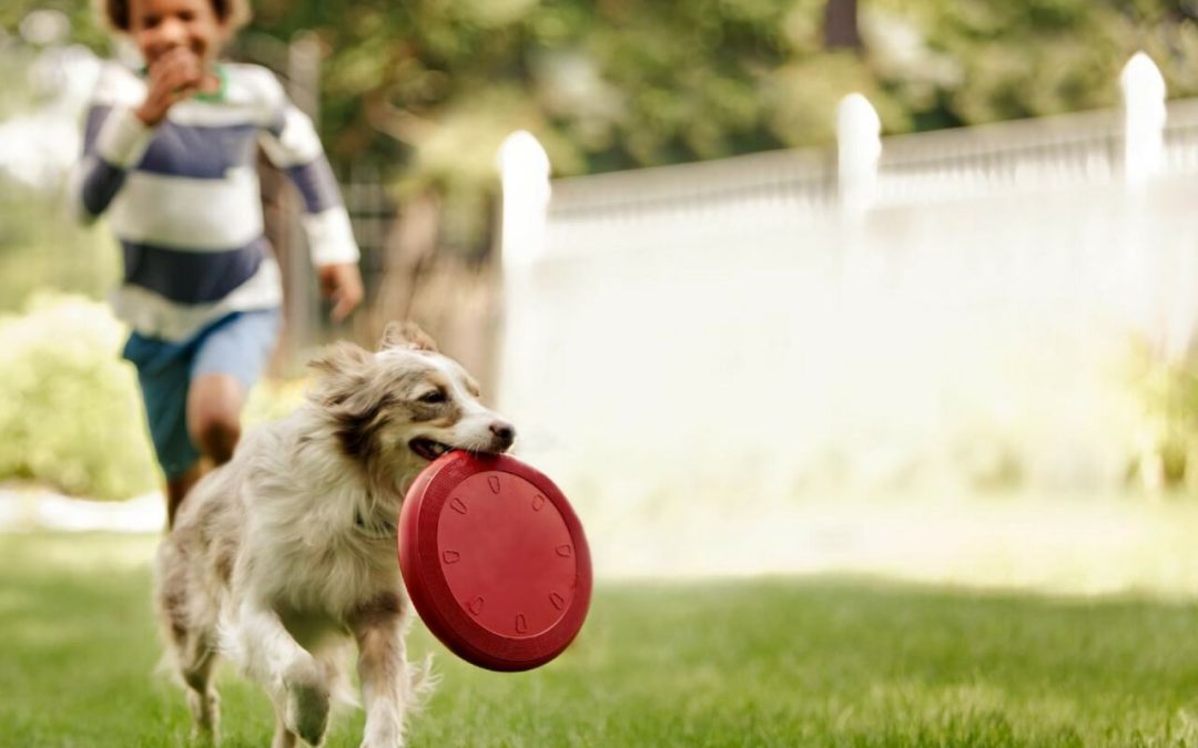 Conheça 5 brincadeiras em ambiente interno para divertir e exercitar o seu cão!