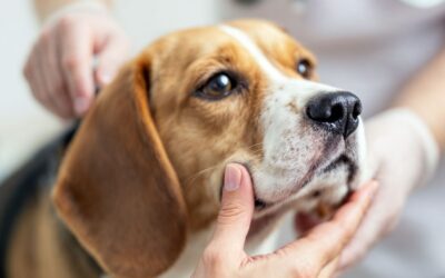 As 5 doenças de pele mais comuns em cães e gatos e como prevenir