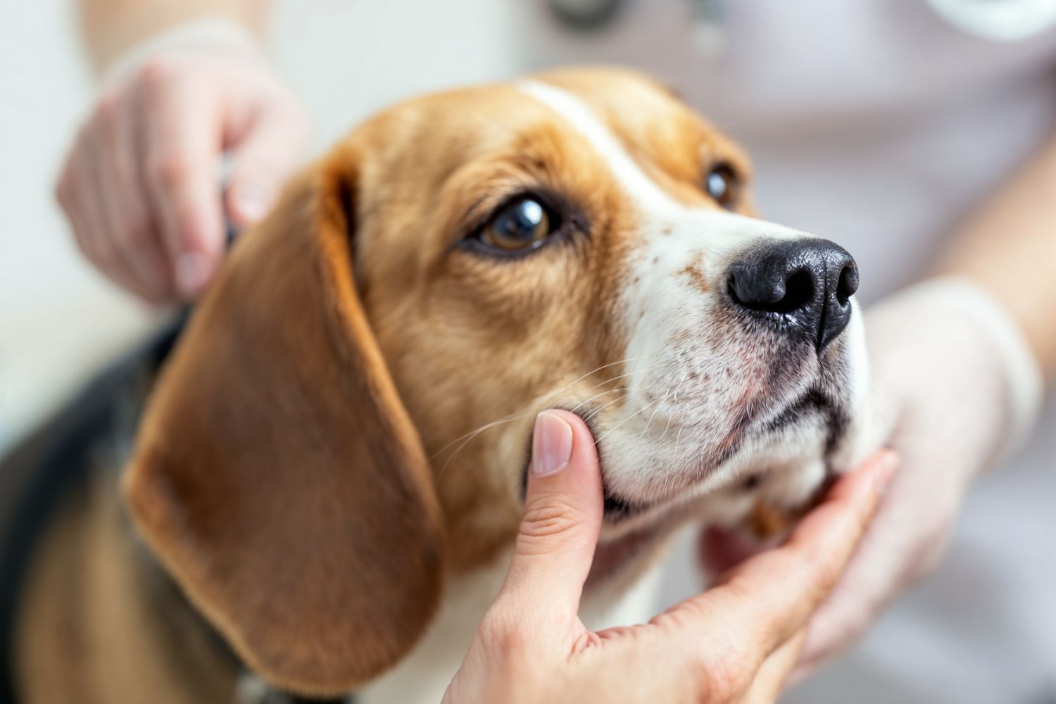 As 5 doenças de pele mais comuns em cães e gatos e como prevenir
