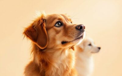 Tendências do mercado pet para 2025: o que seu negócio precisa saber