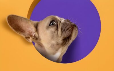 Meu cachorro não para de se coçar! O que pode ser e como ajudar?