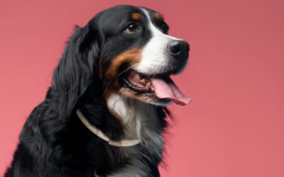 Os 3 Melhores Antipulgas e Carrapatos para Cães em 2025: Guia Completo