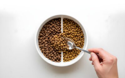 Troca de ração: Como fazer a transição correta (e evitar diarreia)