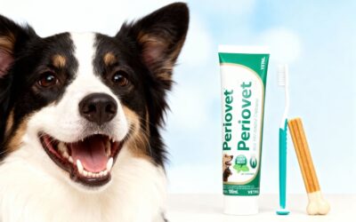 Como Acabar com o Mau Hálito do Cachorro: 4 Passos para um Sorriso Saudável