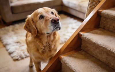 5 Sinais Sutis de que seu Cão Pode Estar com Dor (e você acha que é só “velhice”)