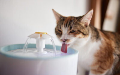 Como fazer o gato beber mais água? 5 Dicas para prevenir doenças renais