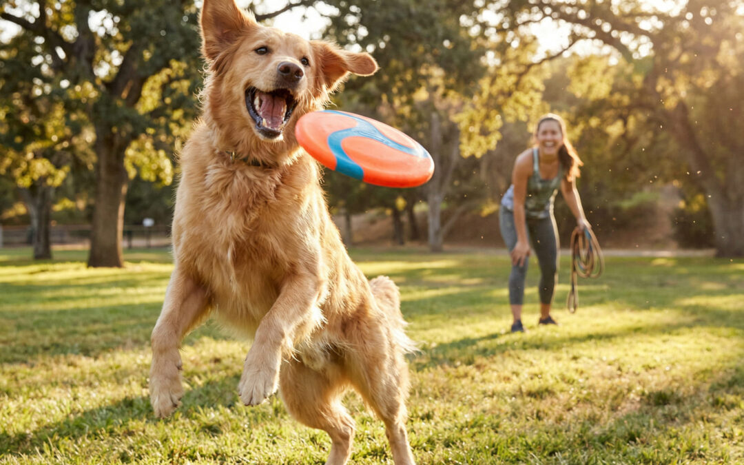 A Importância da Atividade Física para Pets: Saúde e Longevidade
